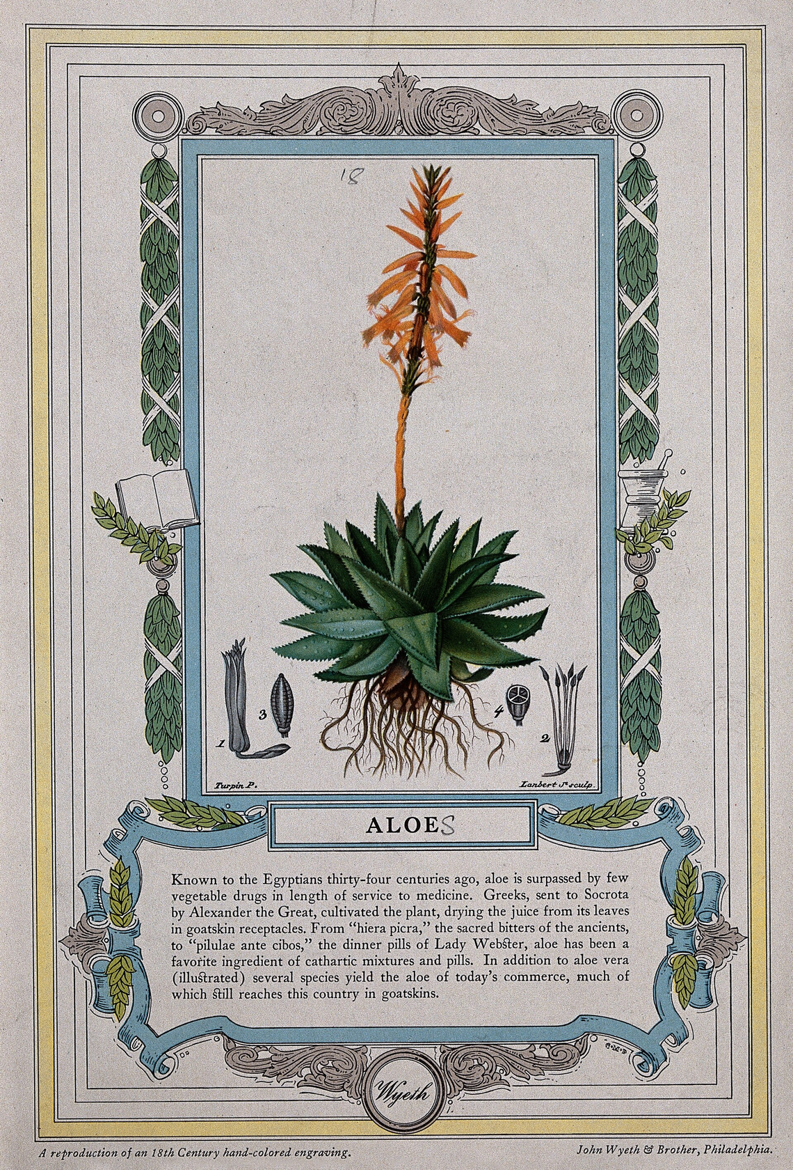 Botanical illustration of Aloe Vera (Aloe barbadensis)