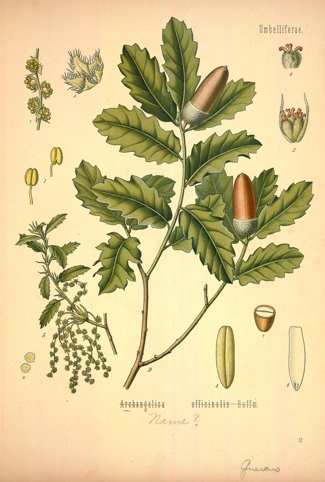 Botanical illustration of Angelica (Angelica archangelica)