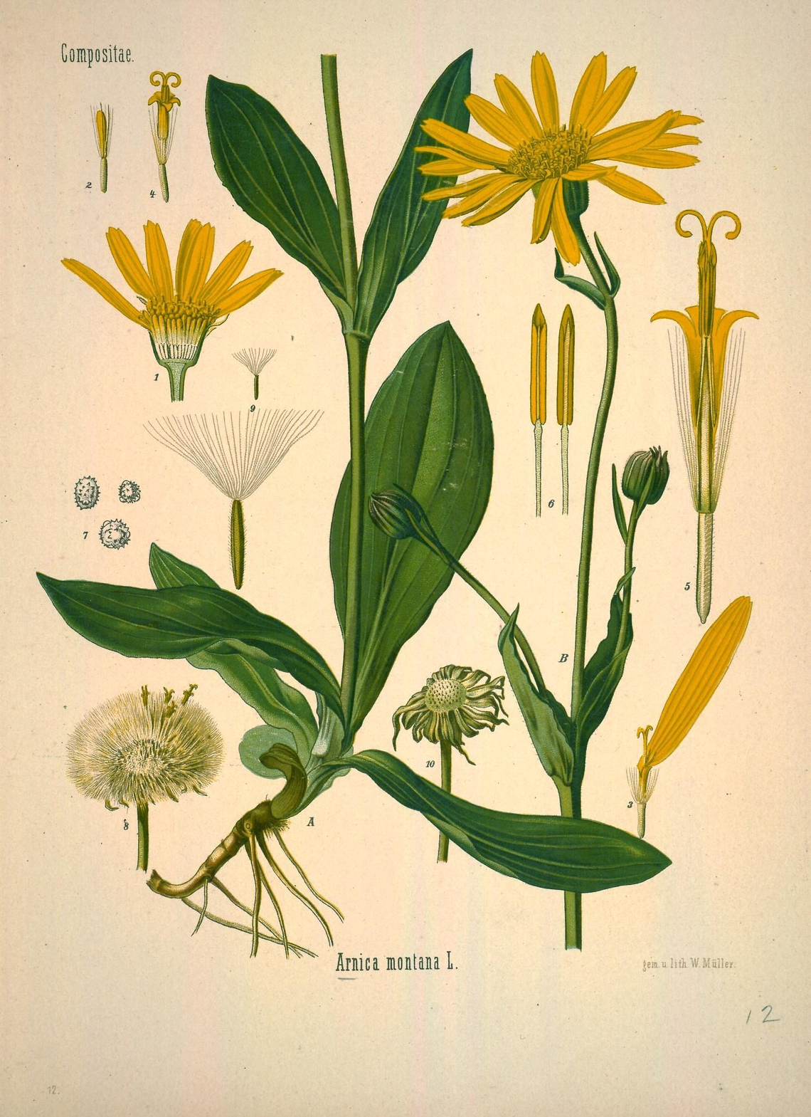 Botanical illustration of Arnica (Arnica montana)