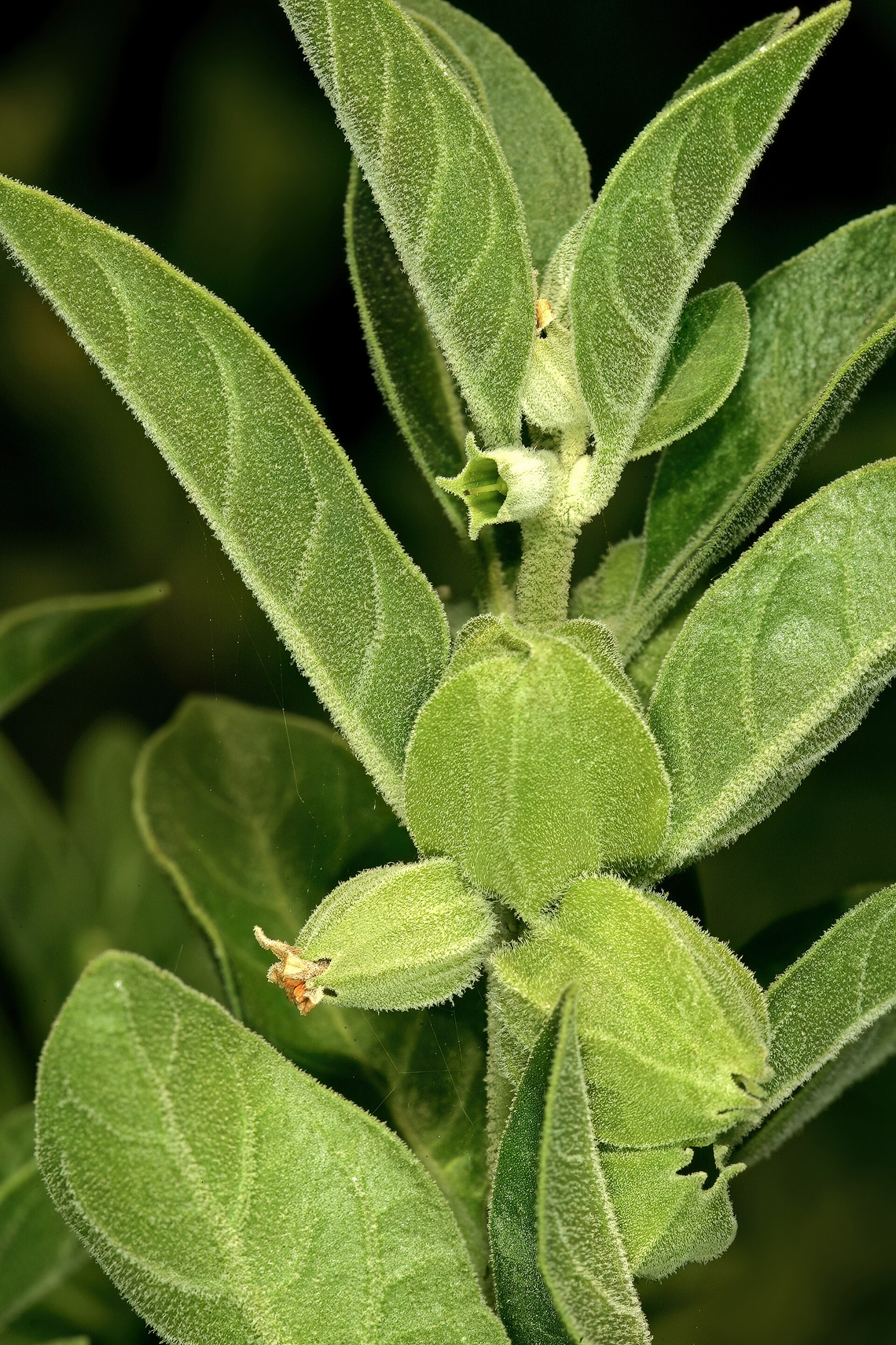 Botanical illustration of Ashwagandha (Withania somnifera)