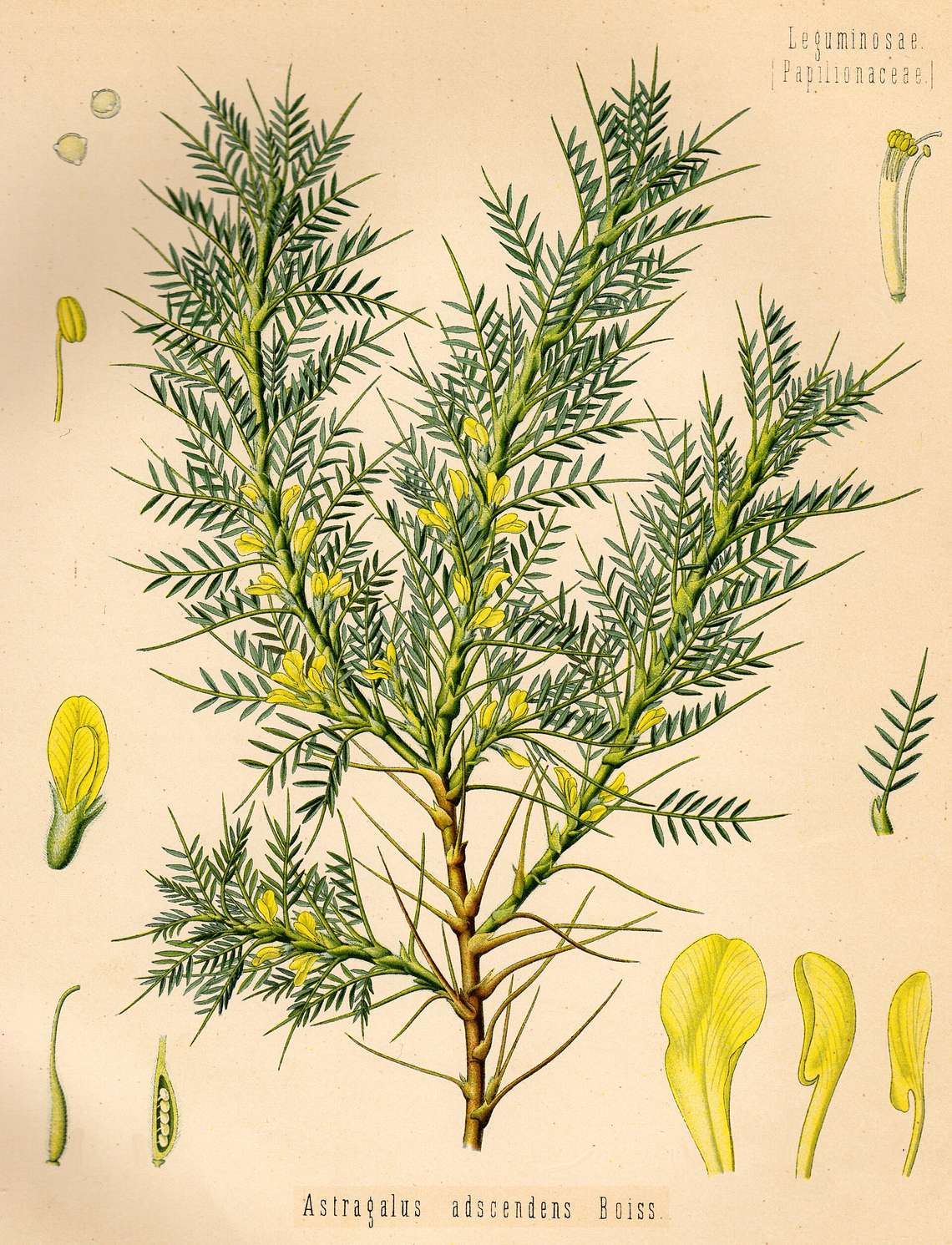 Botanical illustration of Astragalus (Astragalus membranaceus)