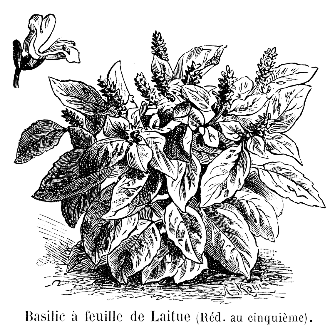 Botanical illustration of Basil (Ocimum basilicum)