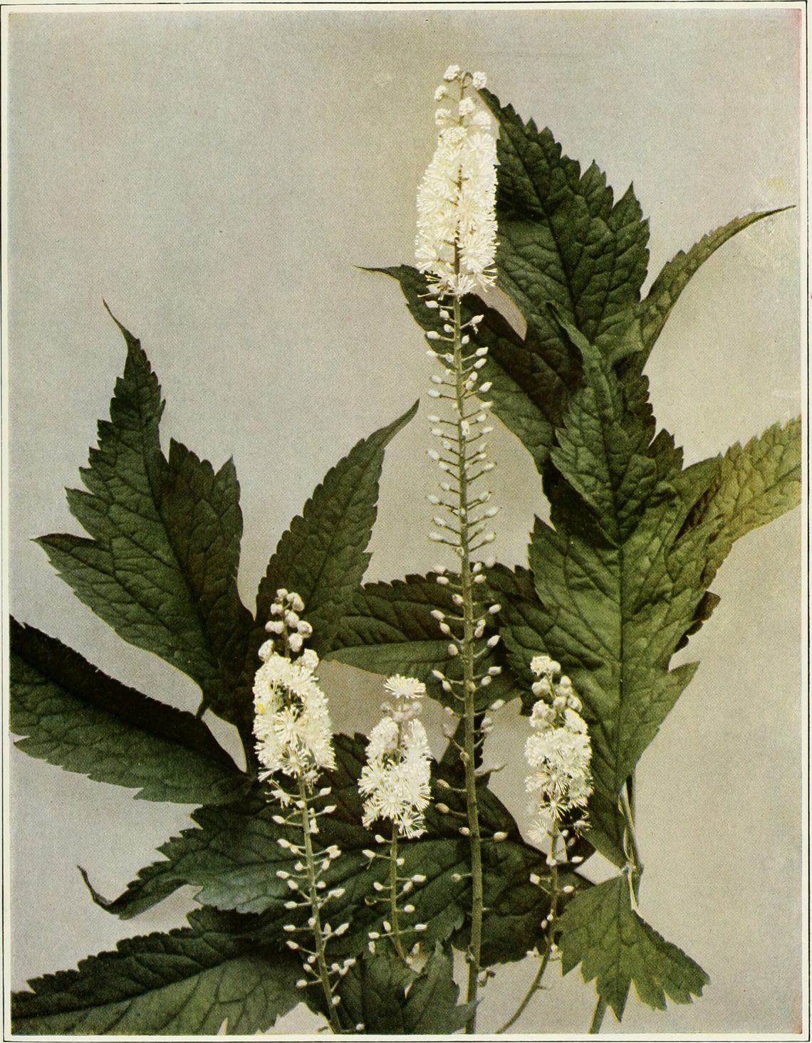 Botanical illustration of Black Cohosh (Cimicifuga racemosa)