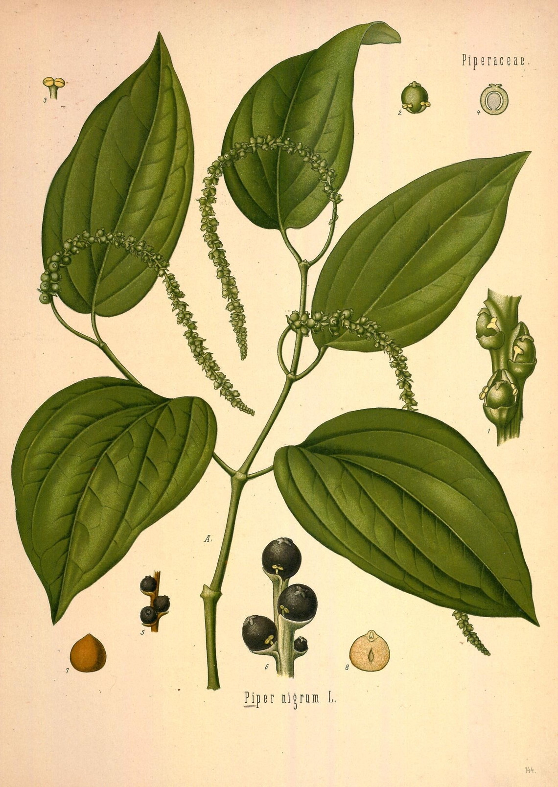 Botanical illustration of Black Pepper (Piper nigrum)