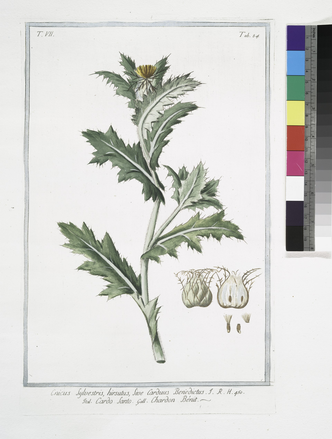Botanical illustration of Blessed Thistle (Cnicus benedictus)