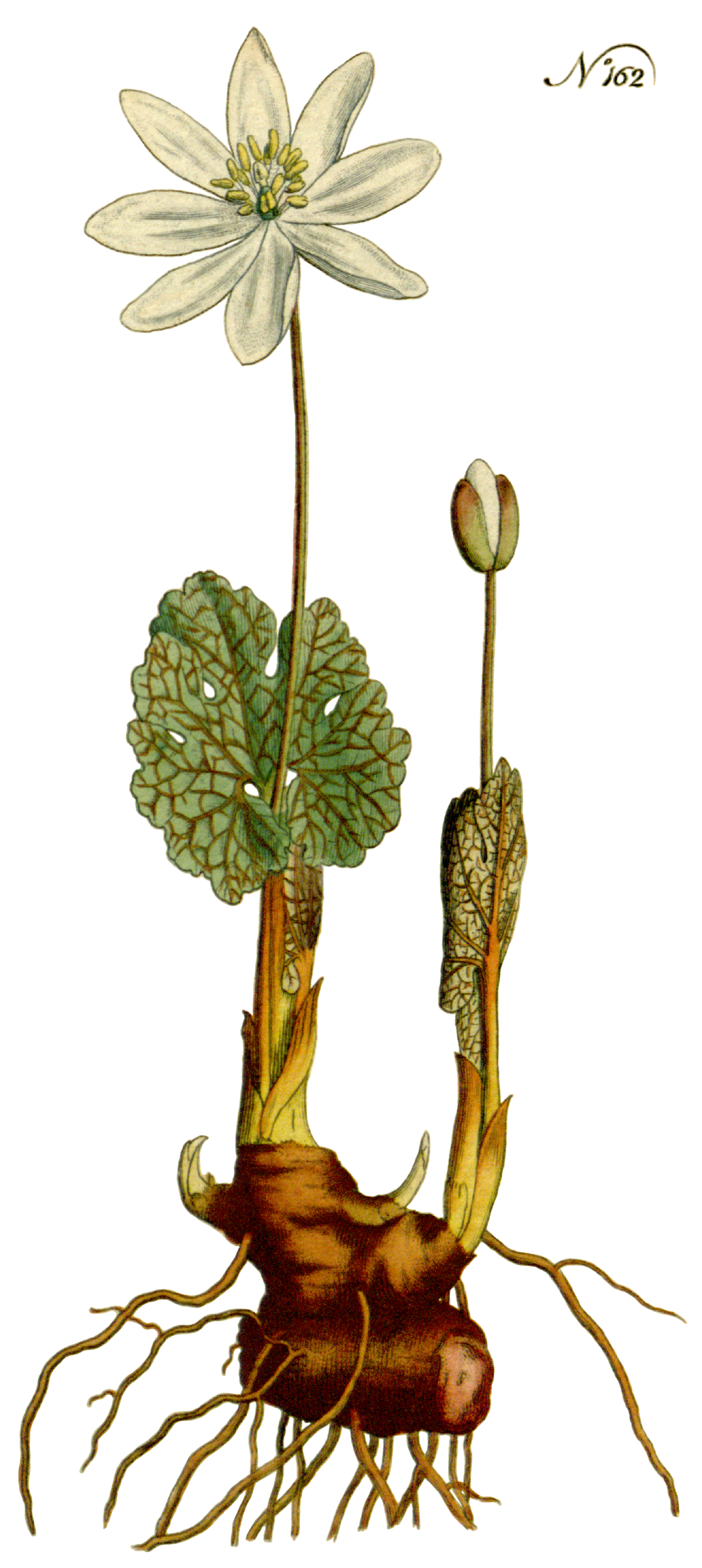 Botanical illustration of Bloodroot (Sanguinaria canadensis)