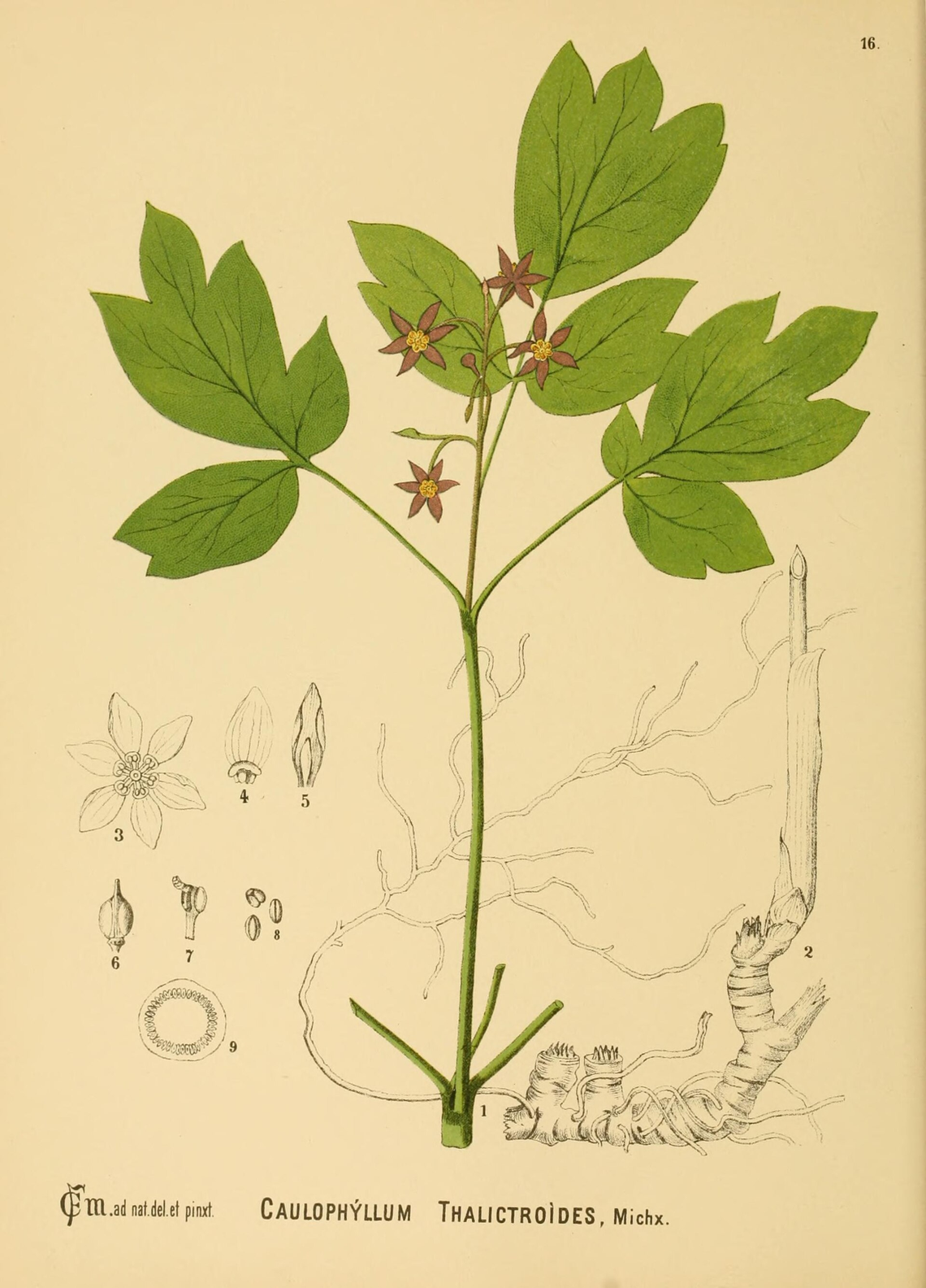 Botanical illustration of Blue Cohosh (Caulophyllum thalictroides)