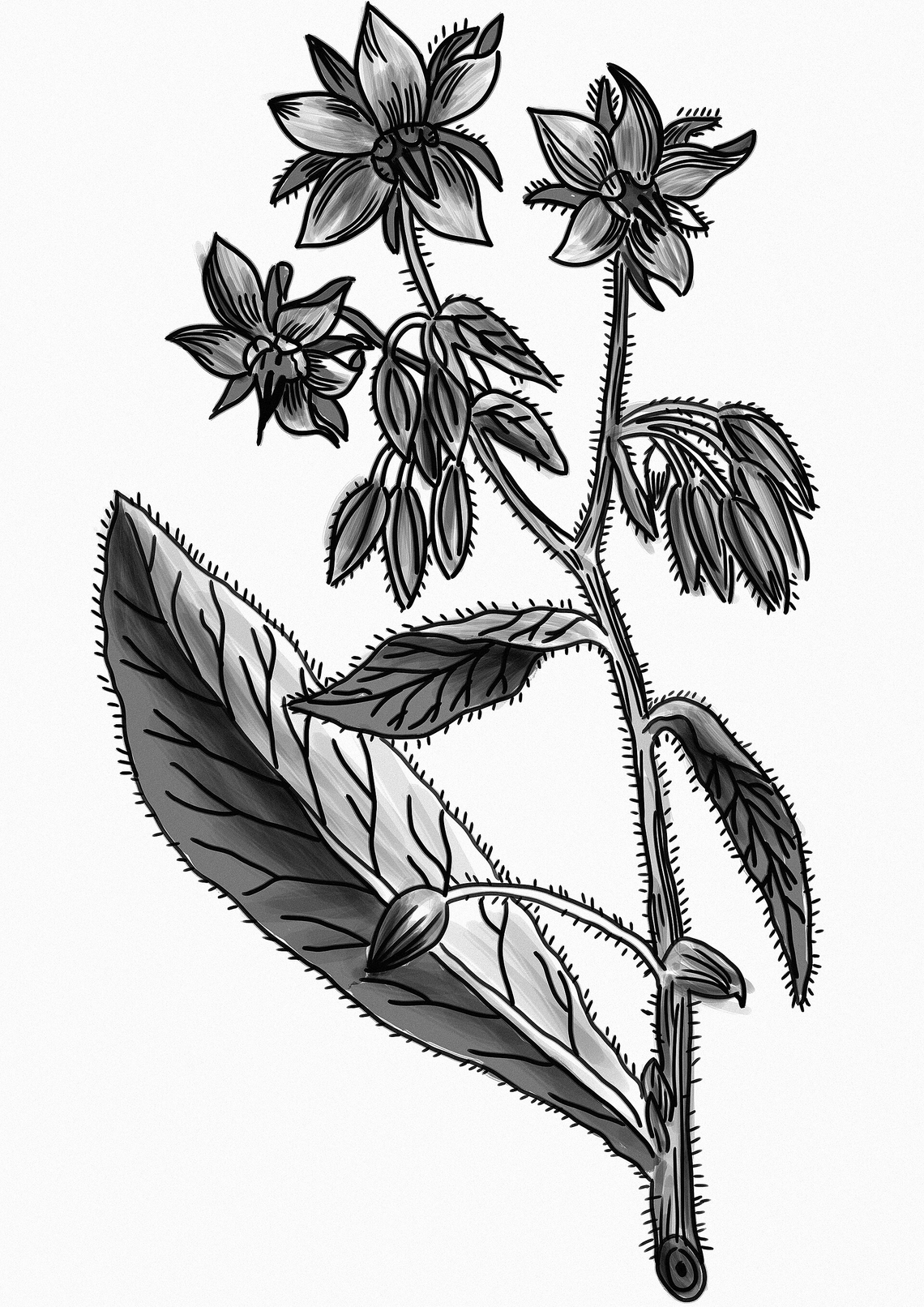 Botanical illustration of Borage (Borago officinalis)