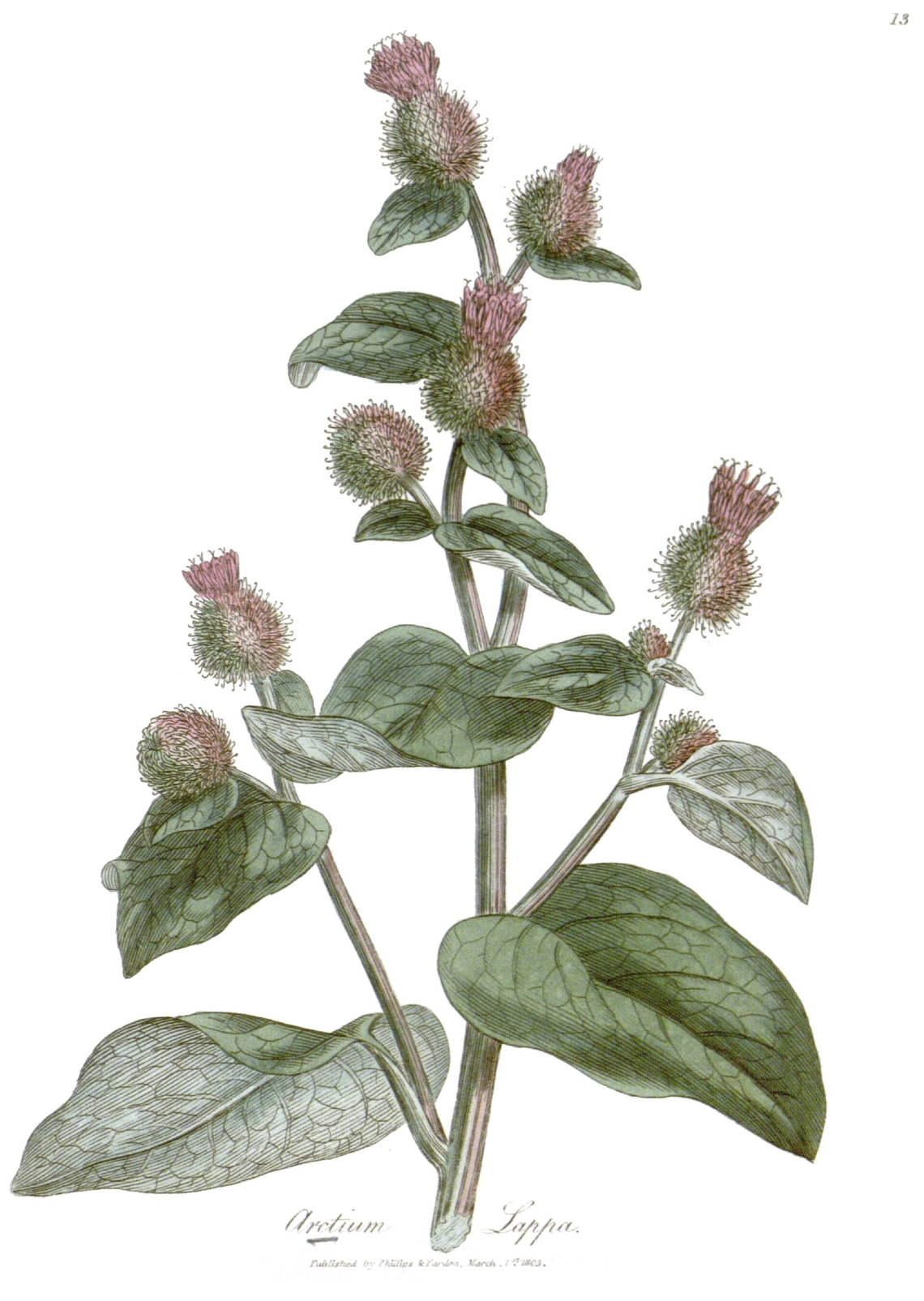 Botanical illustration of Burdock (Arctium lappa)