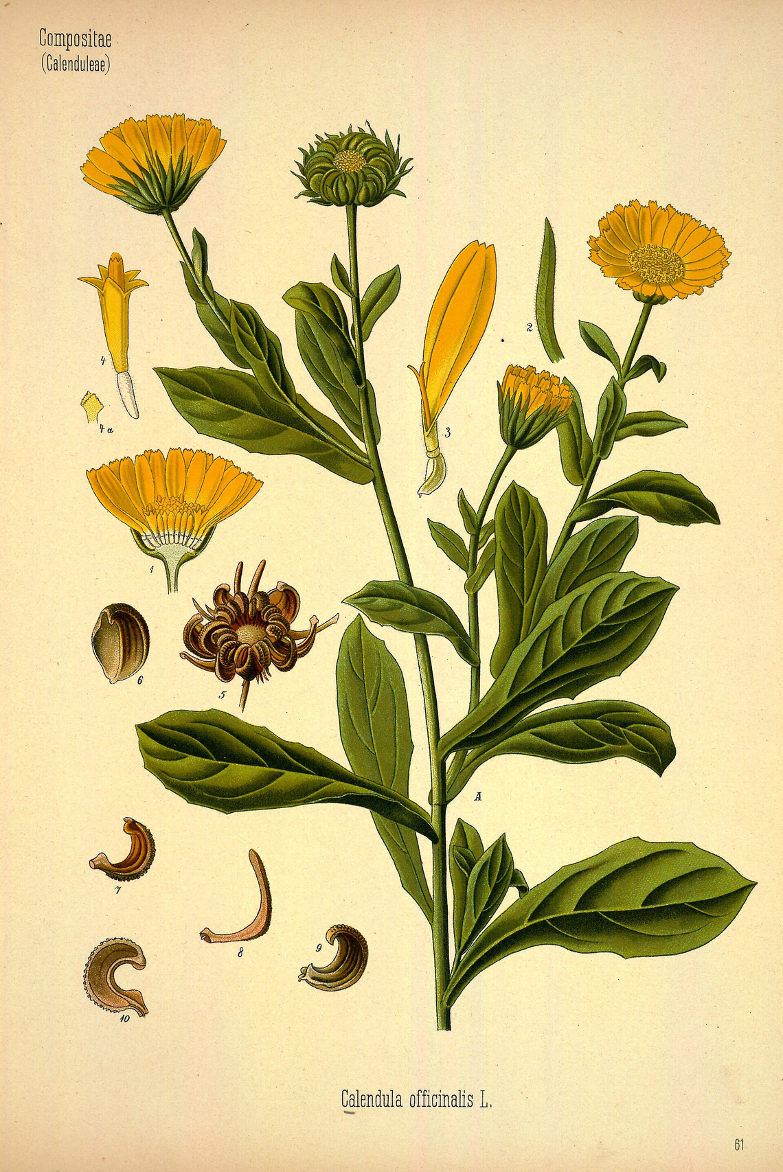 Botanical illustration of Calendula (Calendula officinalis)