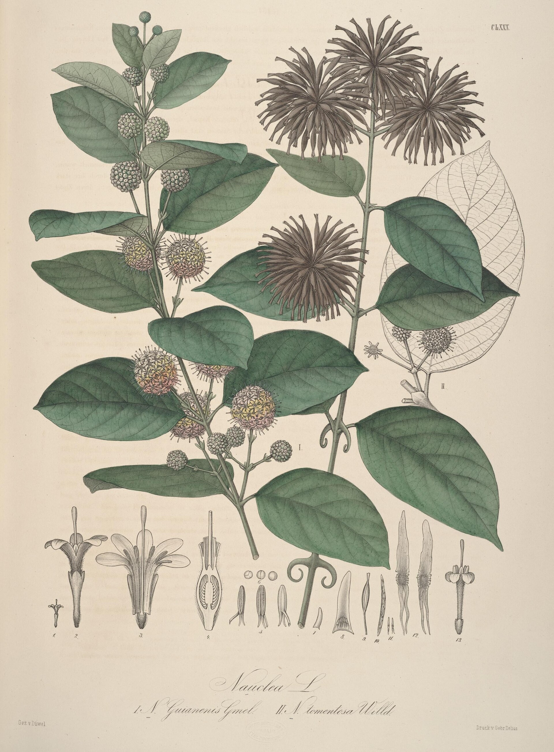 Botanical illustration of Cat's Claw (Uncaria tomentosa)