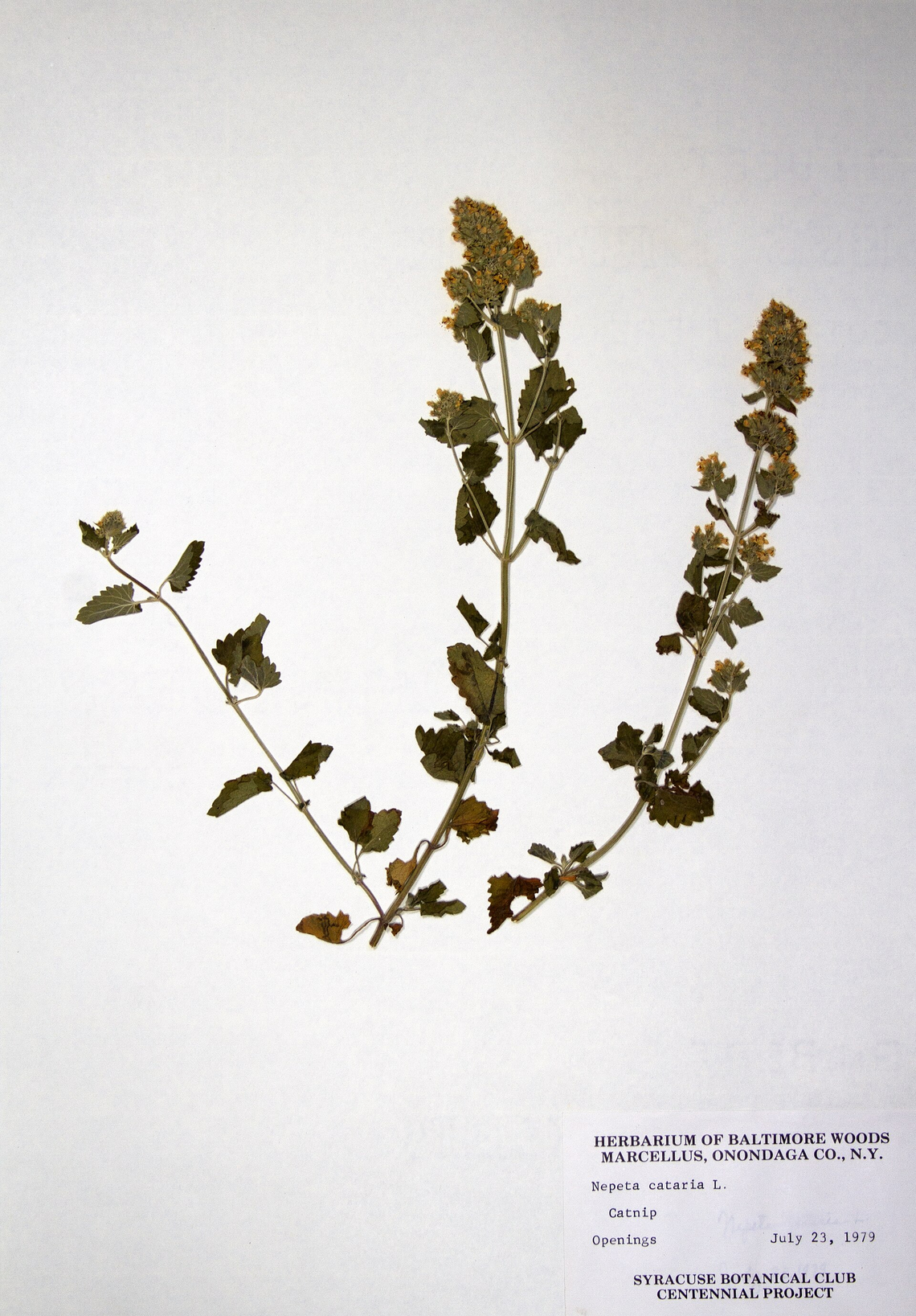 Botanical illustration of Catnip (Nepeta cataria)