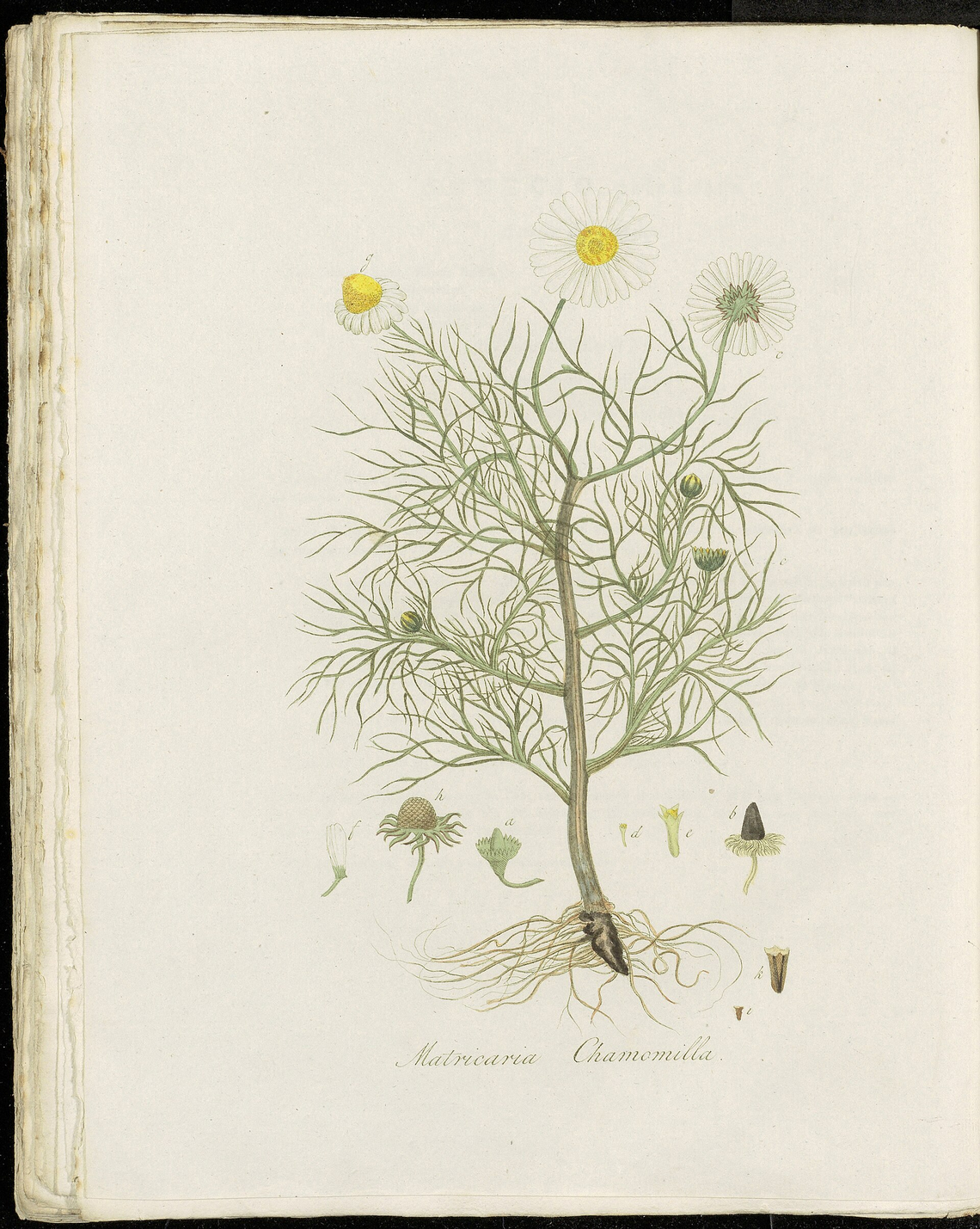 Botanical illustration of Chamomile (Matricaria chamomilla)
