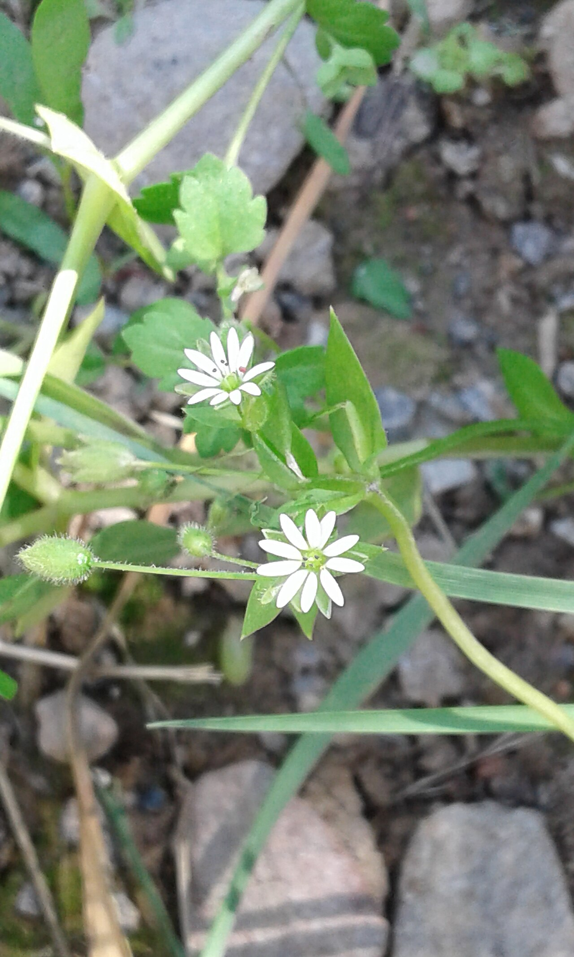 Botanical illustration of Chickweed (Stellaria media)