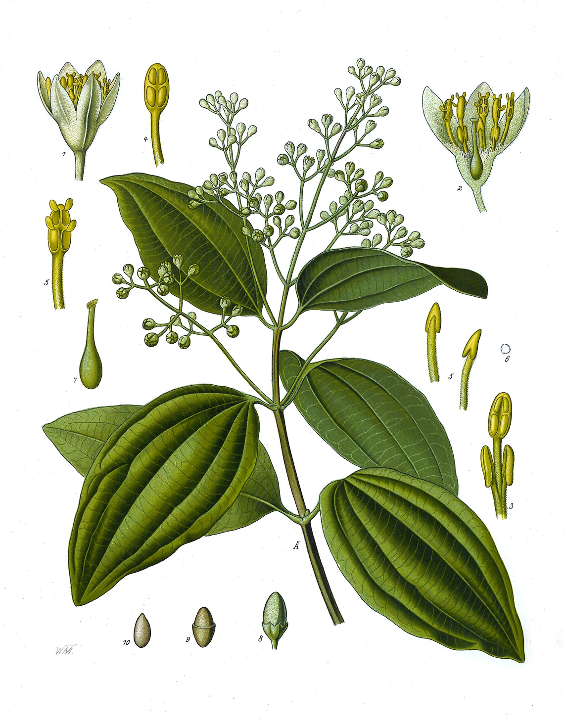 Botanical illustration of Cinnamon (Cinnamomum verum)