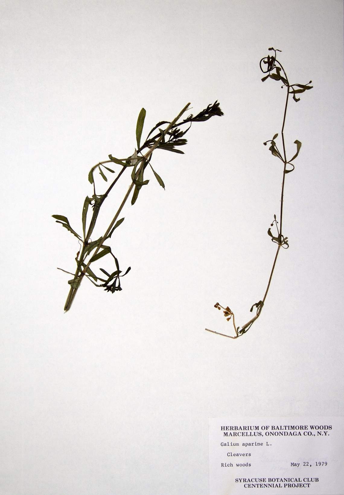 Botanical illustration of Cleavers (Galium aparine)