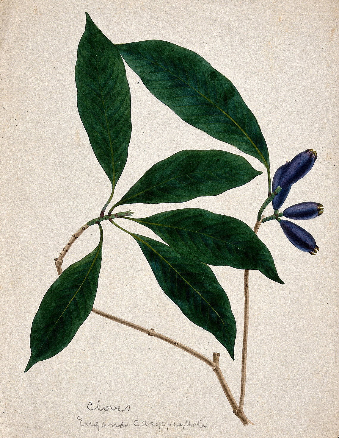 Botanical illustration of Clove (Syzygium aromaticum)