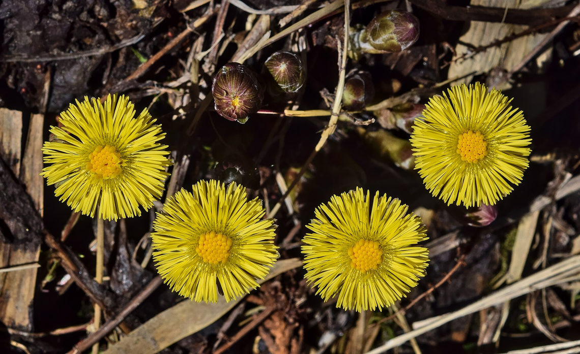 Botanical illustration of Coltsfoot (Tussilago farfara)