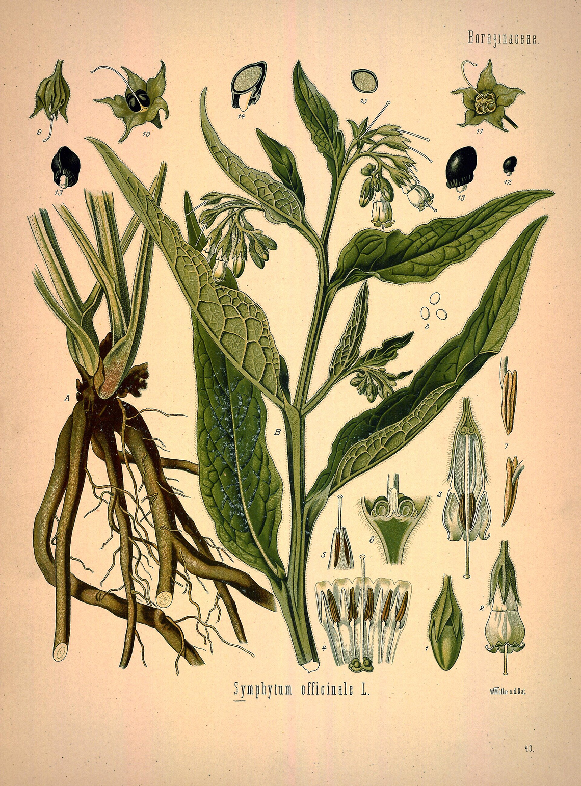 Botanical illustration of Comfrey (Symphytum officinale)