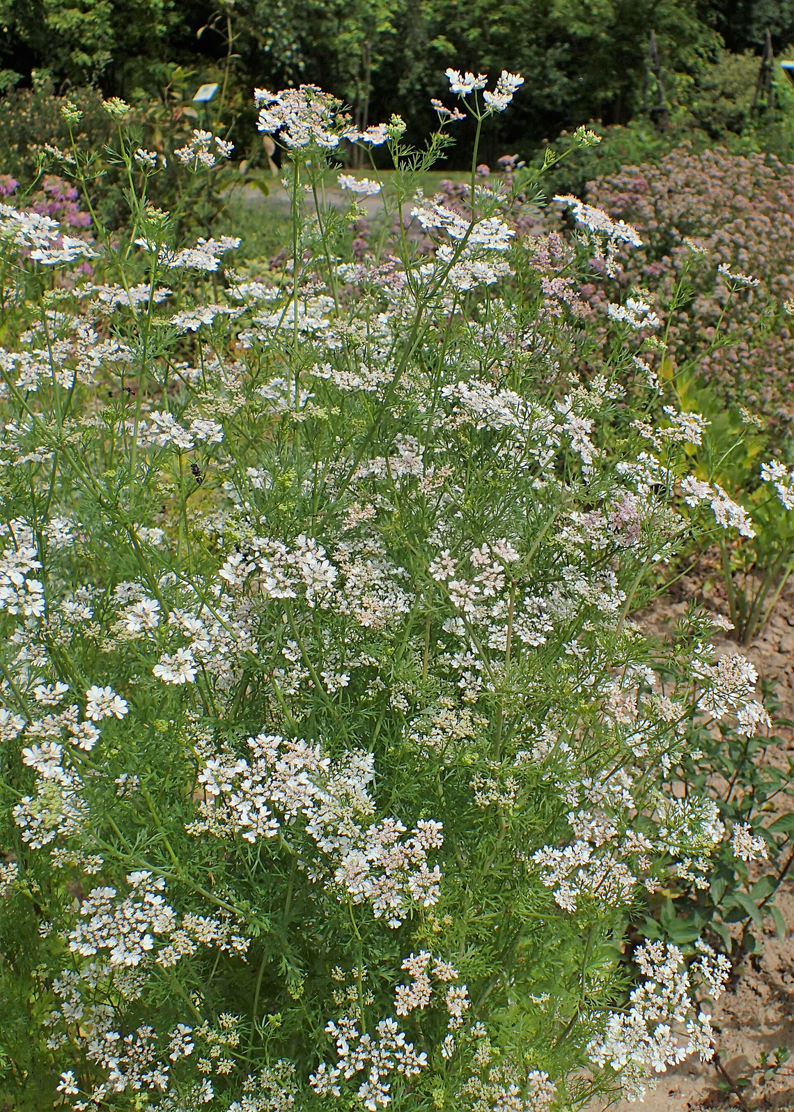 Botanical illustration of Coriander (Coriandrum sativum)
