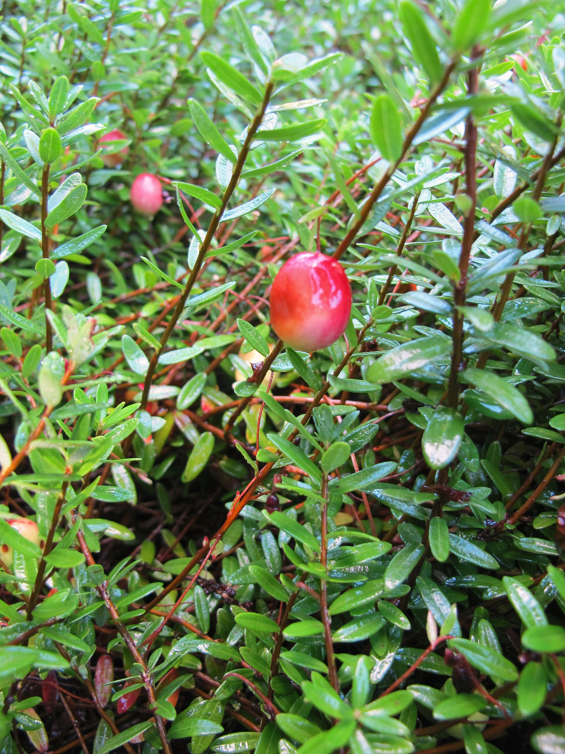 Botanical illustration of Cranberry (Vaccinium macrocarpon)