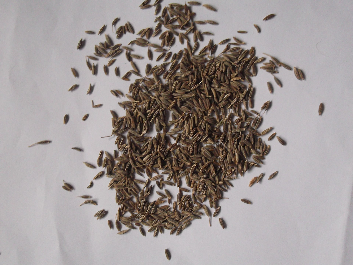 Botanical illustration of Cumin (Cuminum cyminum)