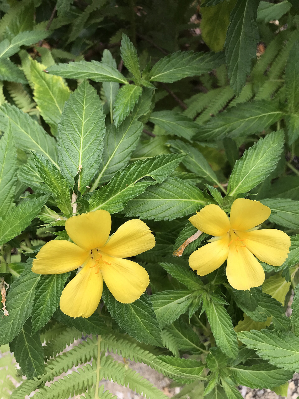 Botanical illustration of Damiana (Turnera diffusa)