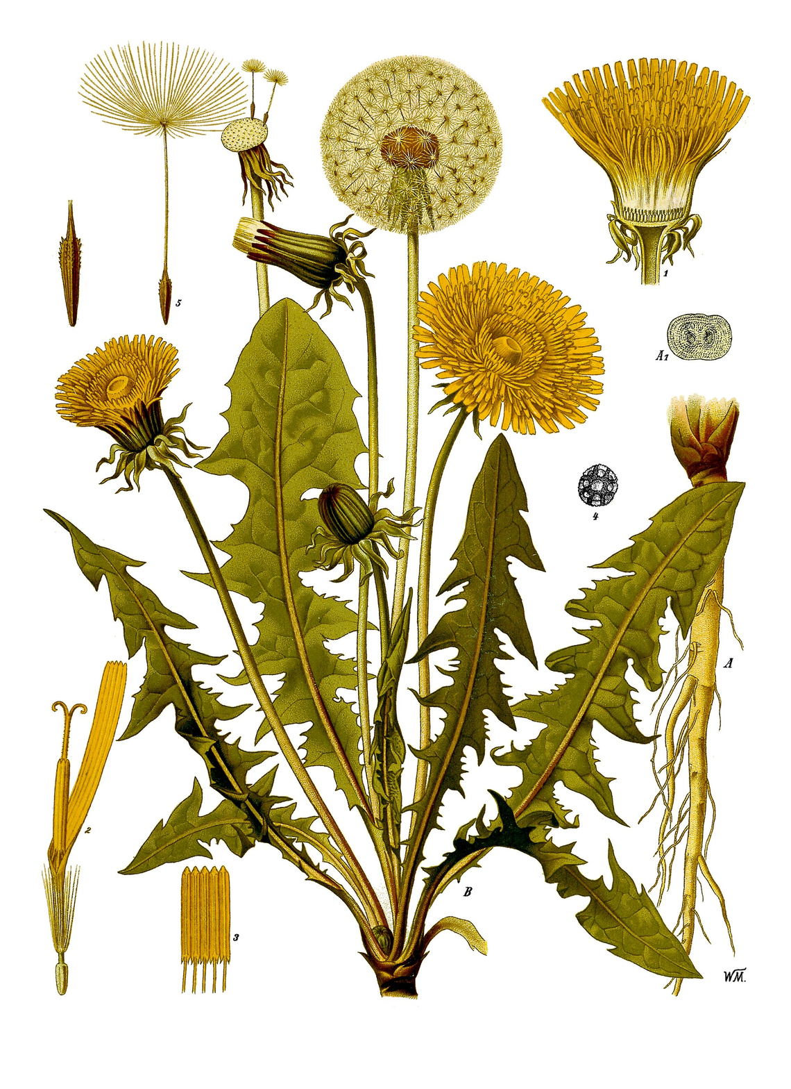 Botanical illustration of Dandelion (Taraxacum officinale)