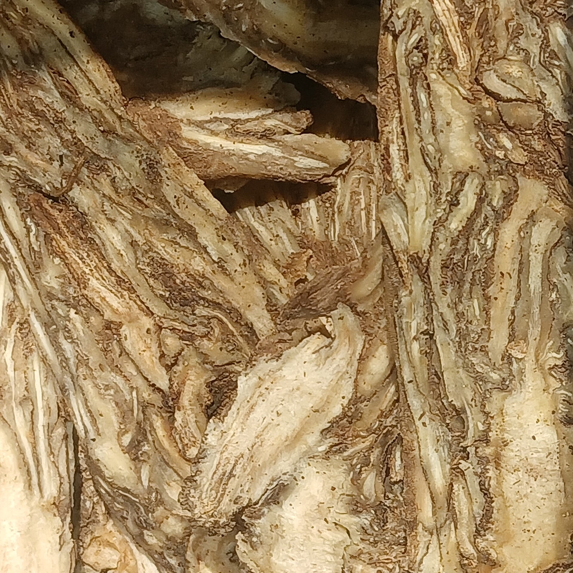Botanical illustration of Dong Quai (Angelica sinensis)