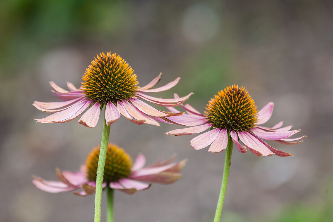 Botanical illustration of Echinacea (Echinacea purpurea)