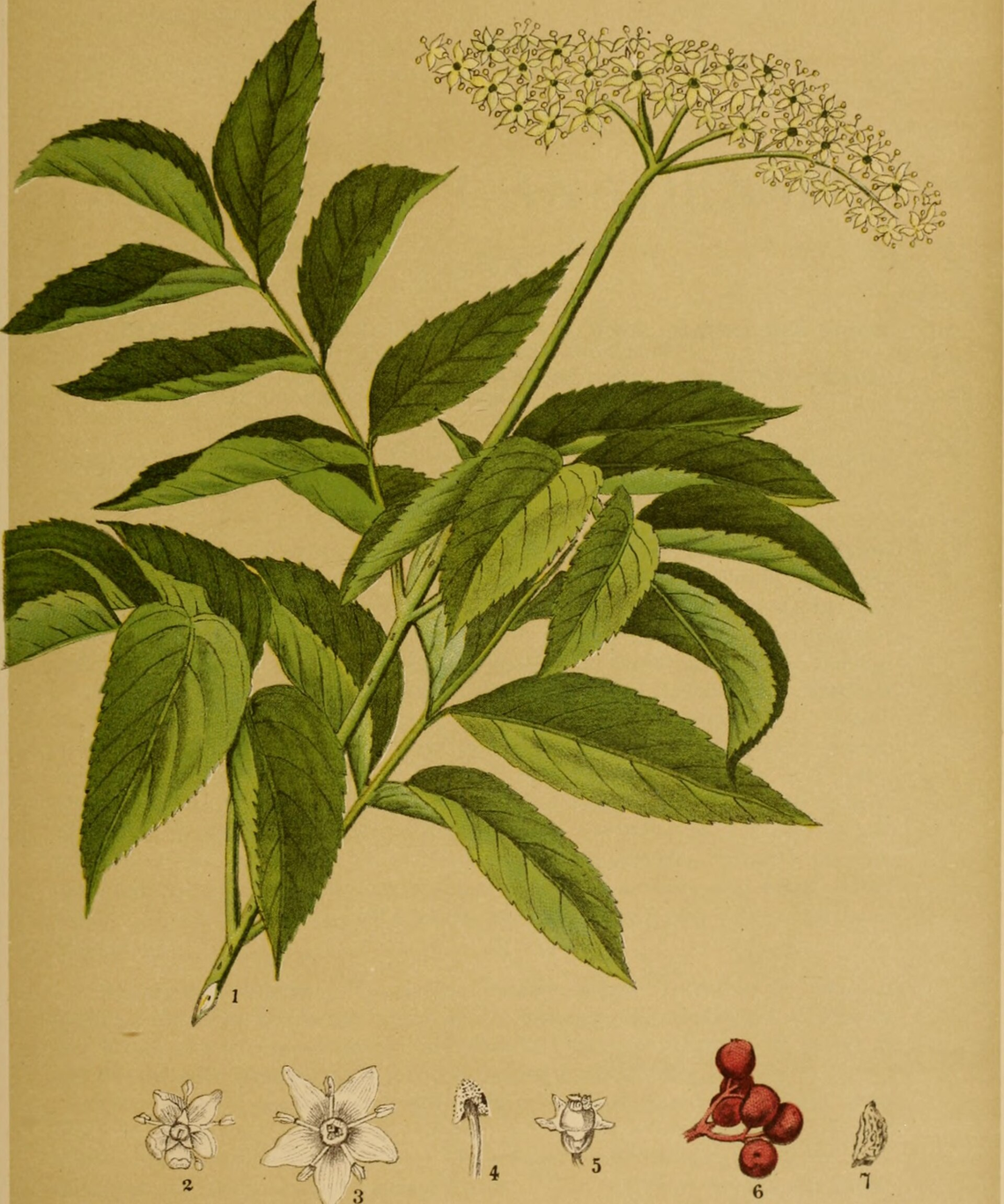 Botanical illustration of Elderberry (Sambucus canadensis)