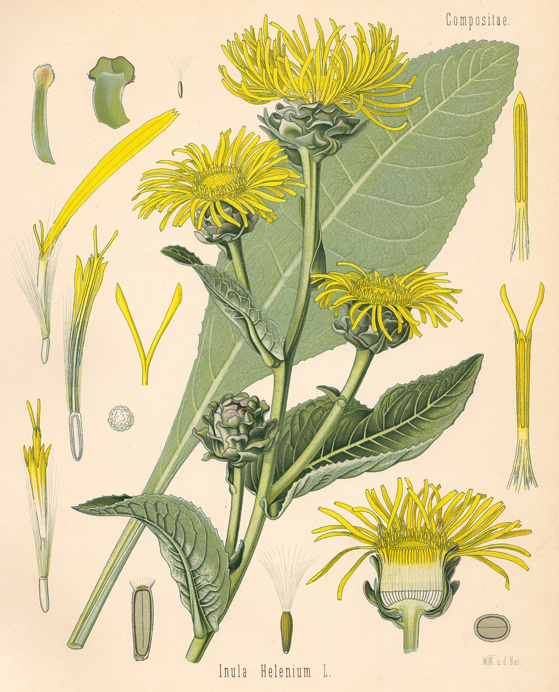 Botanical illustration of Elecampane (Inula helenium)