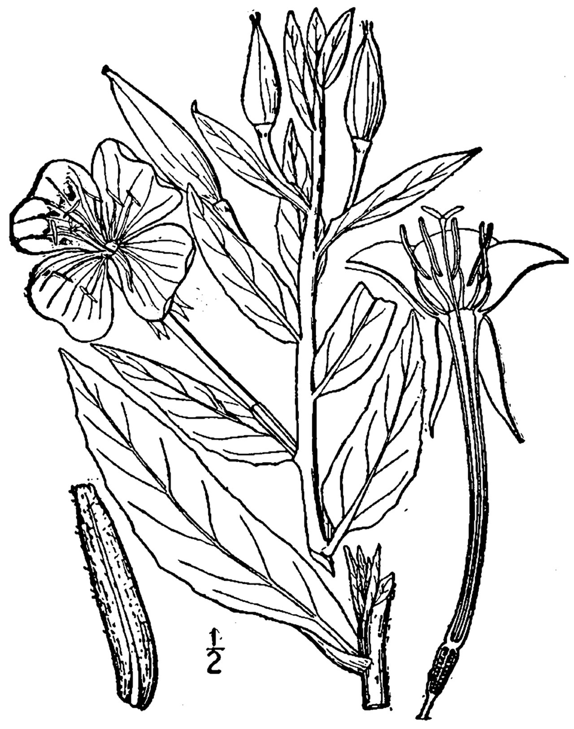 Botanical illustration of Evening Primrose (Oenothera biennis)