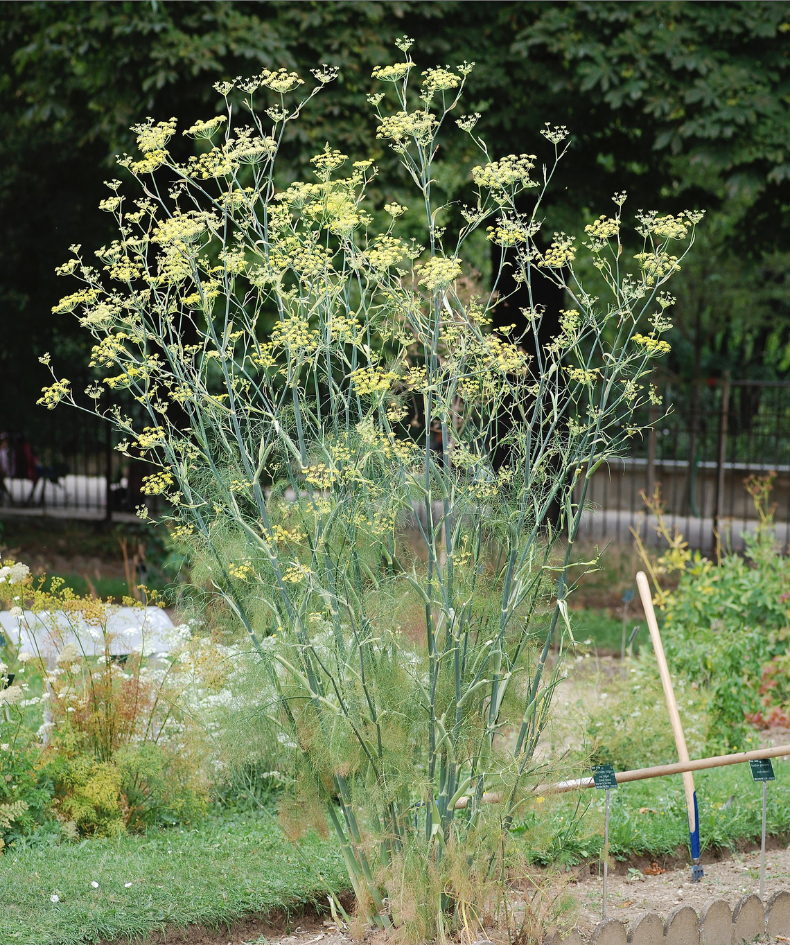 Botanical illustration of Fennel (Foeniculum vulgare)