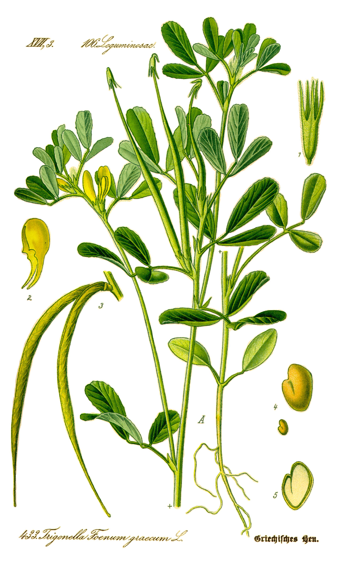 Botanical illustration of Fenugreek (Trigonella foenum-graecum)