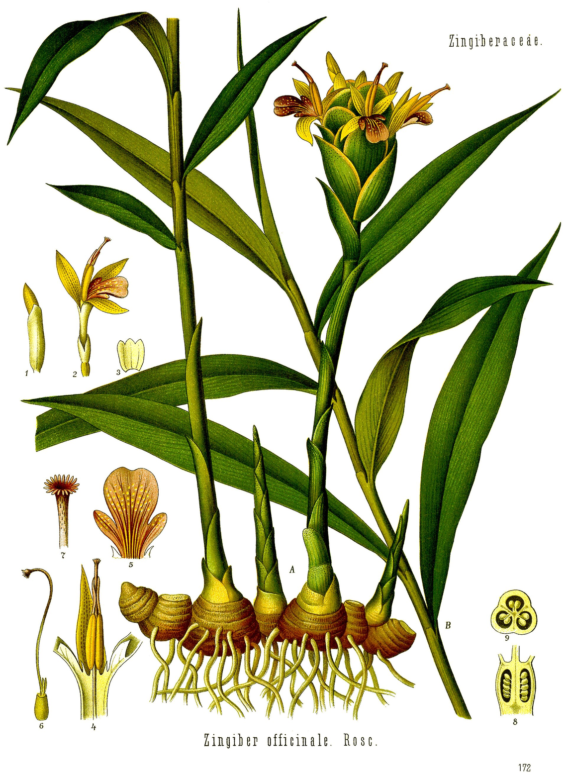 Botanical illustration of Ginger (Zingiber officinale)