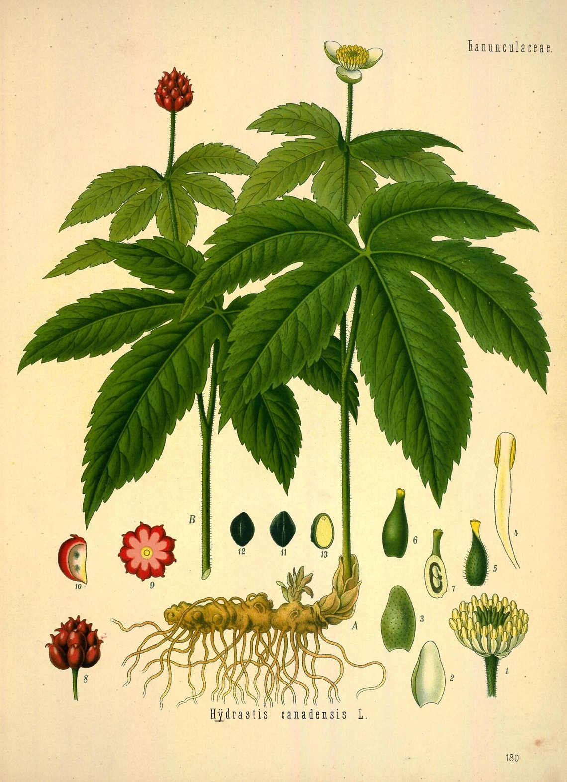 Botanical illustration of Goldenseal (Hydrastis canadensis)