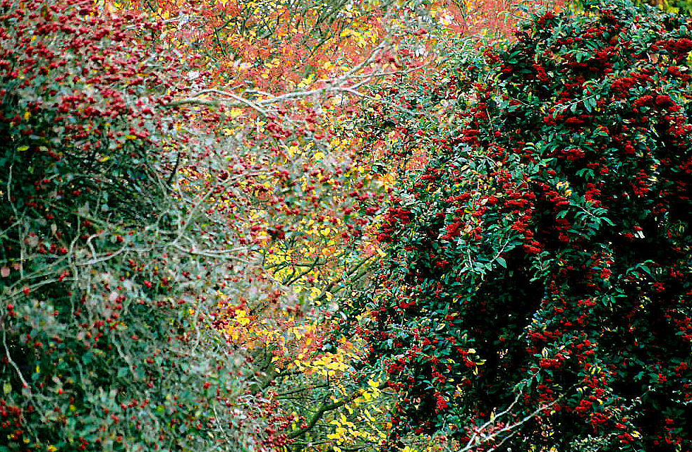 Botanical illustration of Hawthorn (Crataegus spp.)