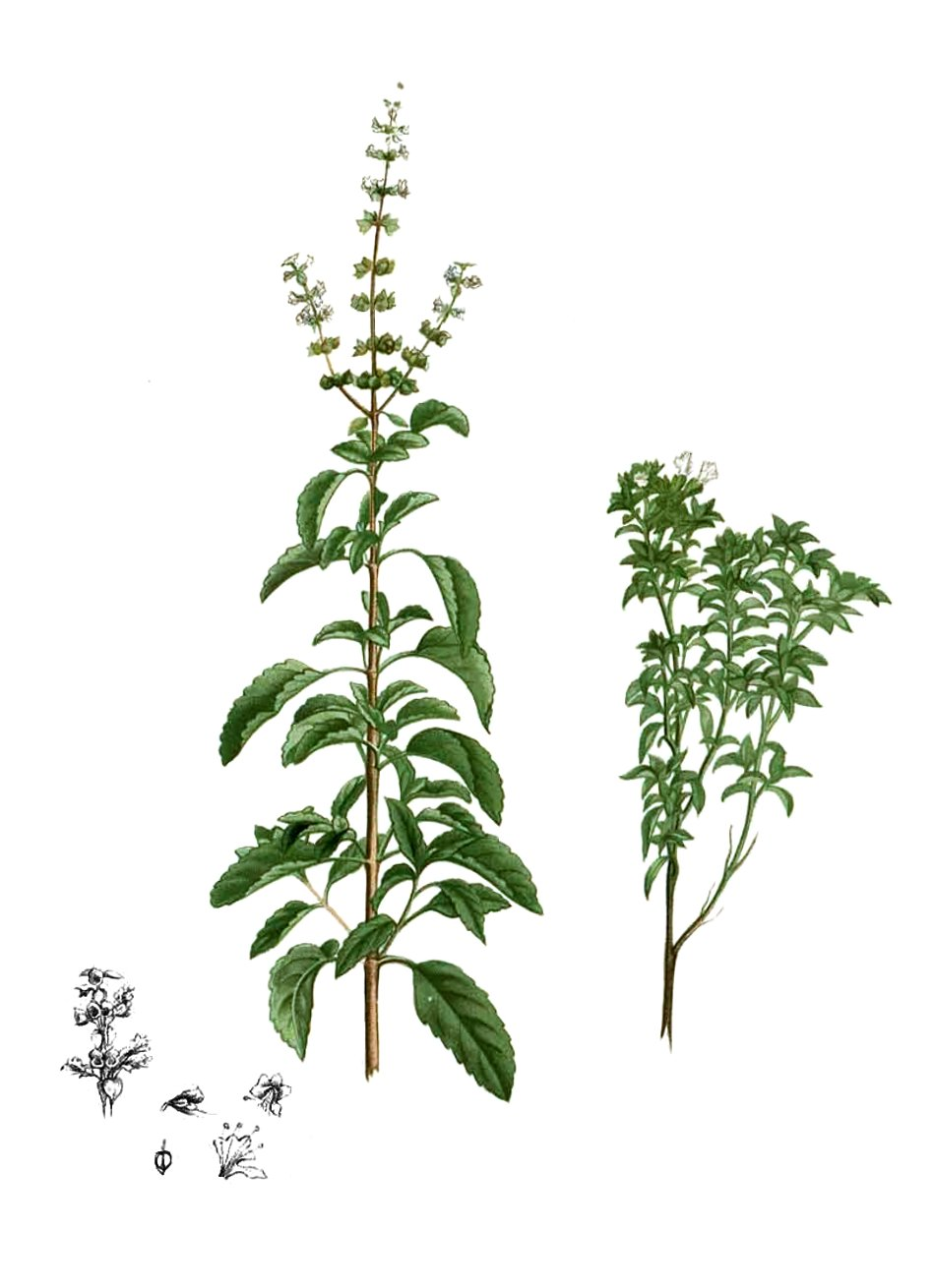 Botanical illustration of Holy Basil (Ocimum tenuiflorum)