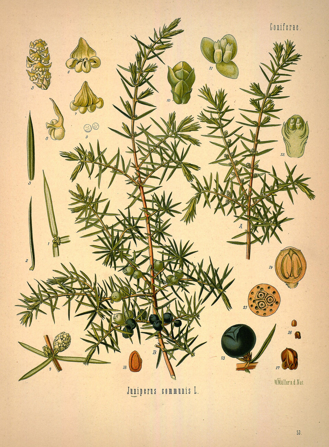Botanical illustration of Juniper (Juniperus communis)