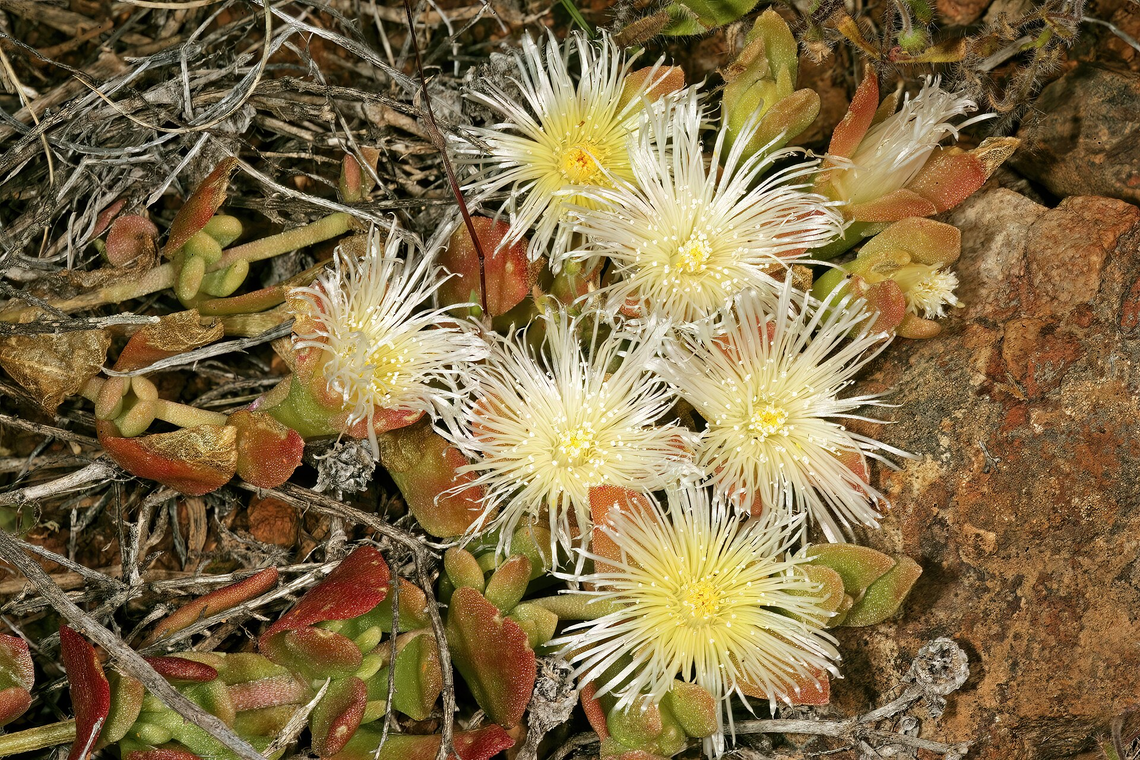 Botanical illustration of Kanna (Sceletium tortuosum)