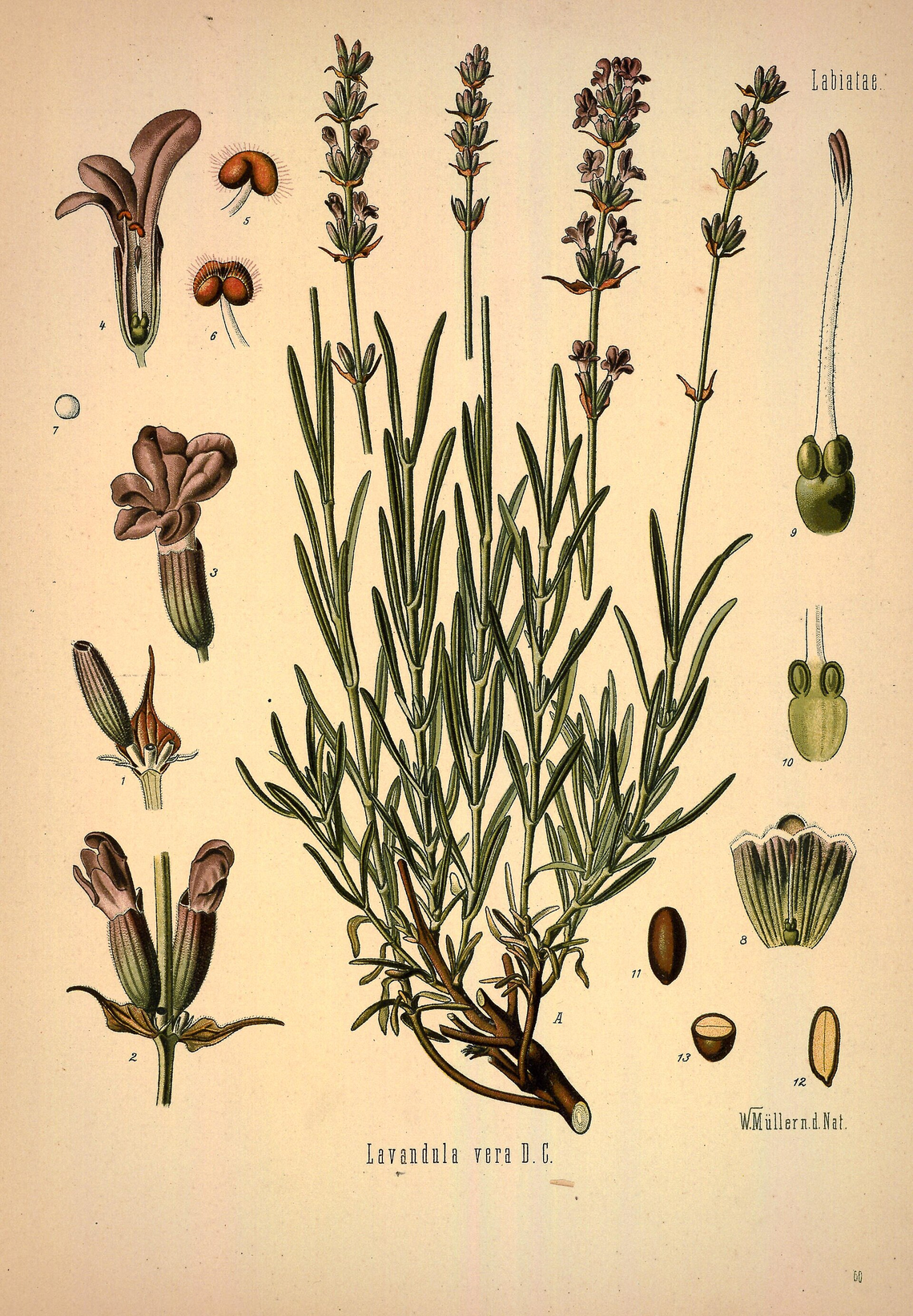 Botanical illustration of Lavender (Lavandula angustifolia)