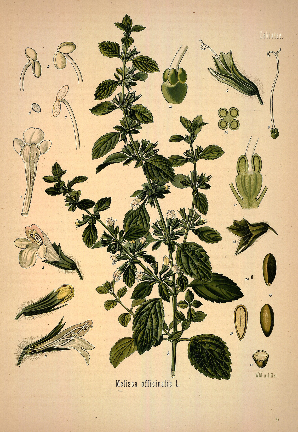 Botanical illustration of Lemon Balm (Melissa officinalis)