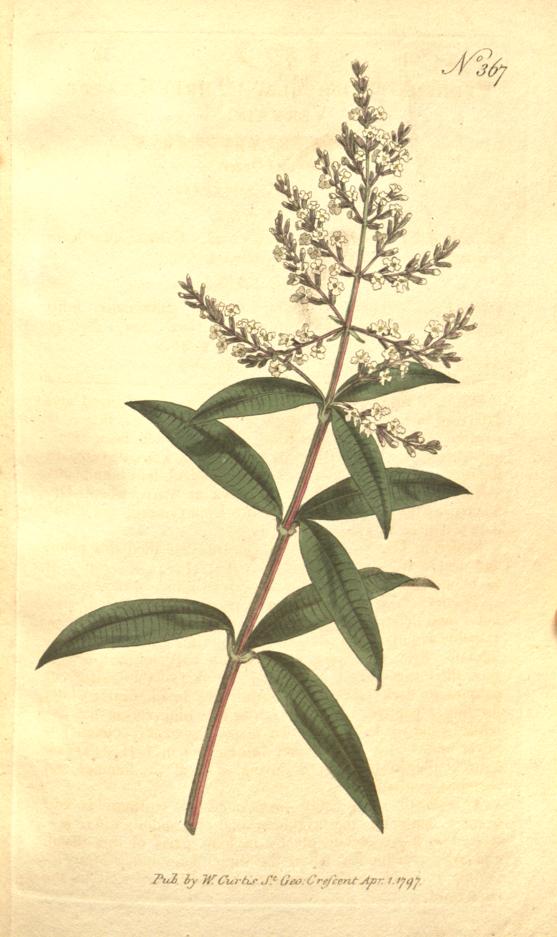 Botanical illustration of Lemon Verbena (Aloysia citrodora)
