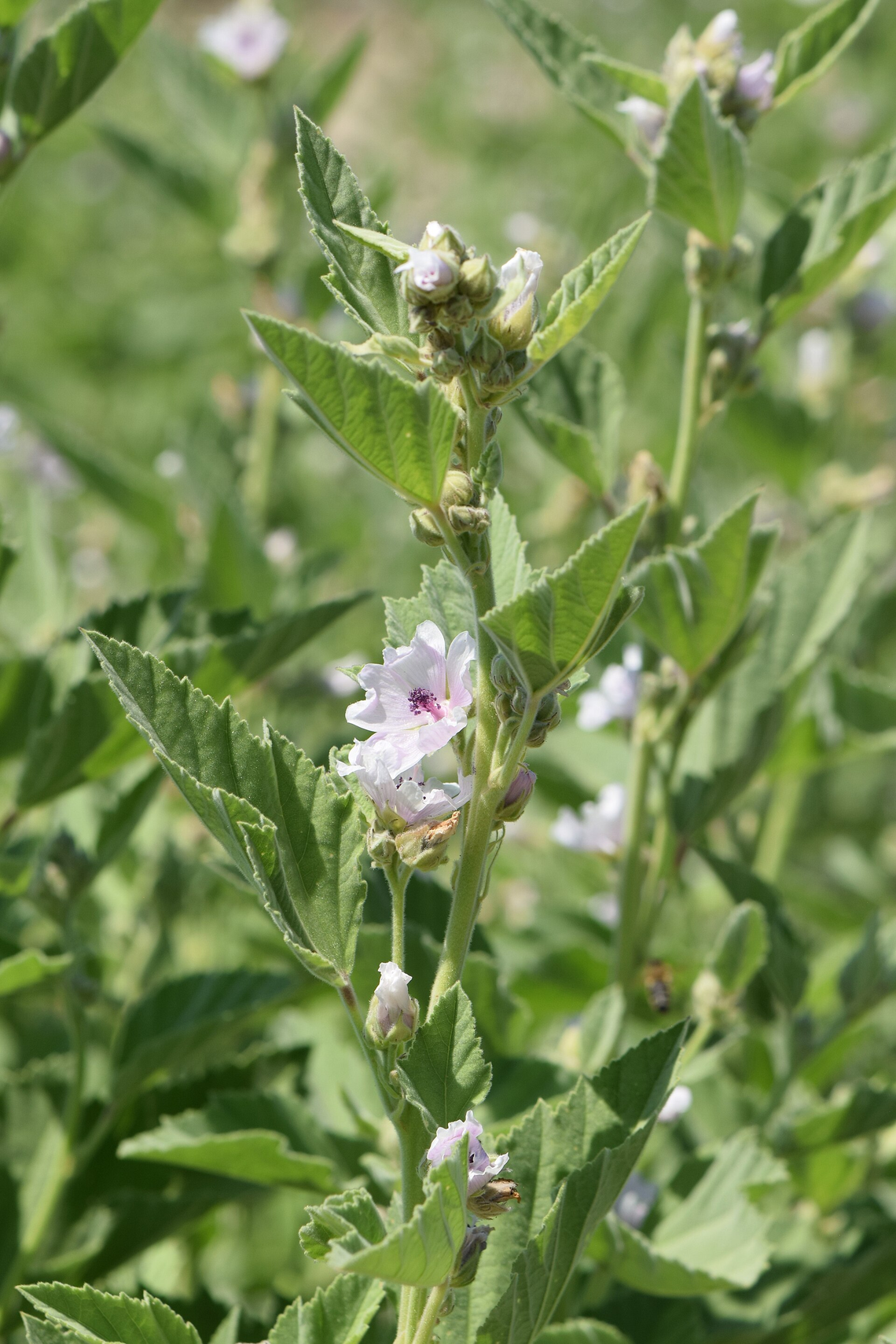Botanical illustration of Marshmallow (Althaea officinalis)