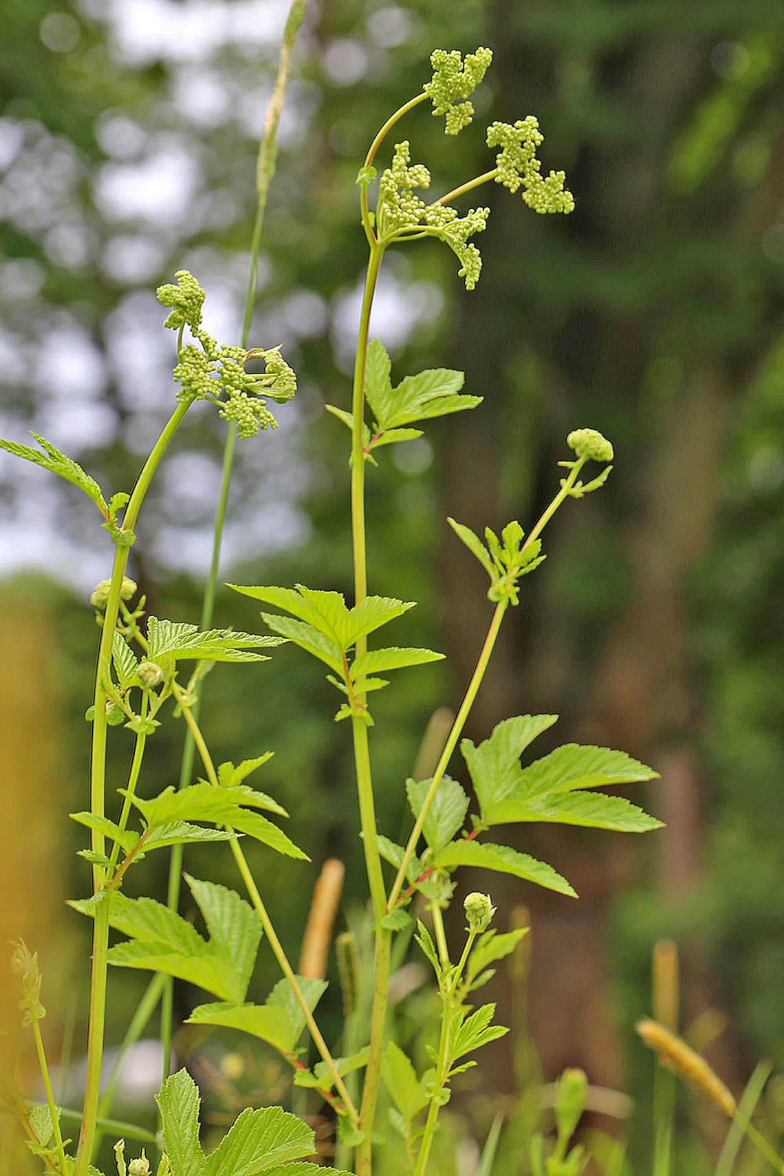 Botanical illustration of Meadowsweet (Filipendula ulmaria)