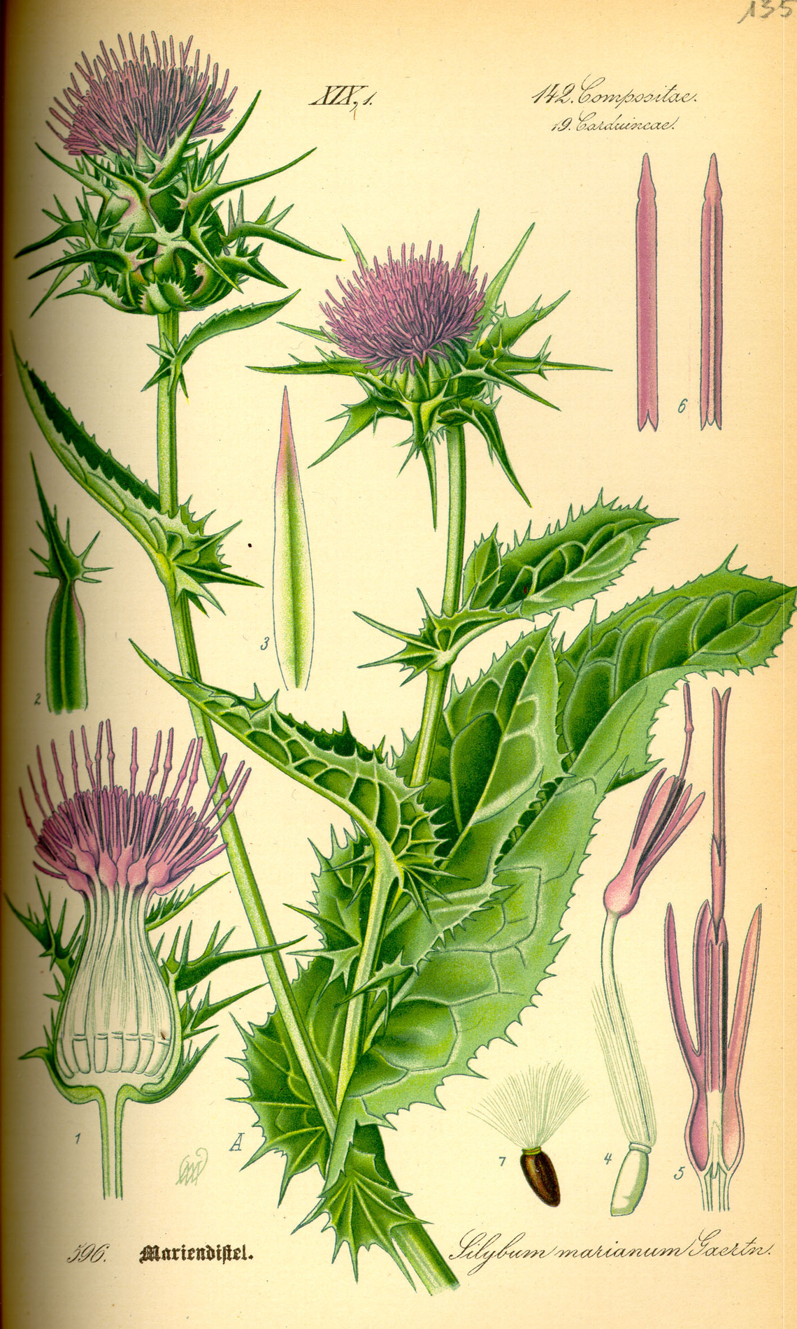 Botanical illustration of Milk Thistle (Silybum marianum)
