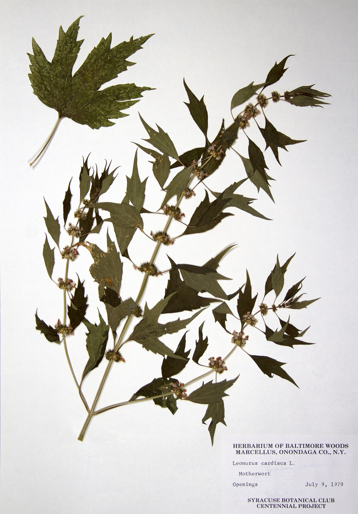 Botanical illustration of Motherwort (Leonurus cardiaca)