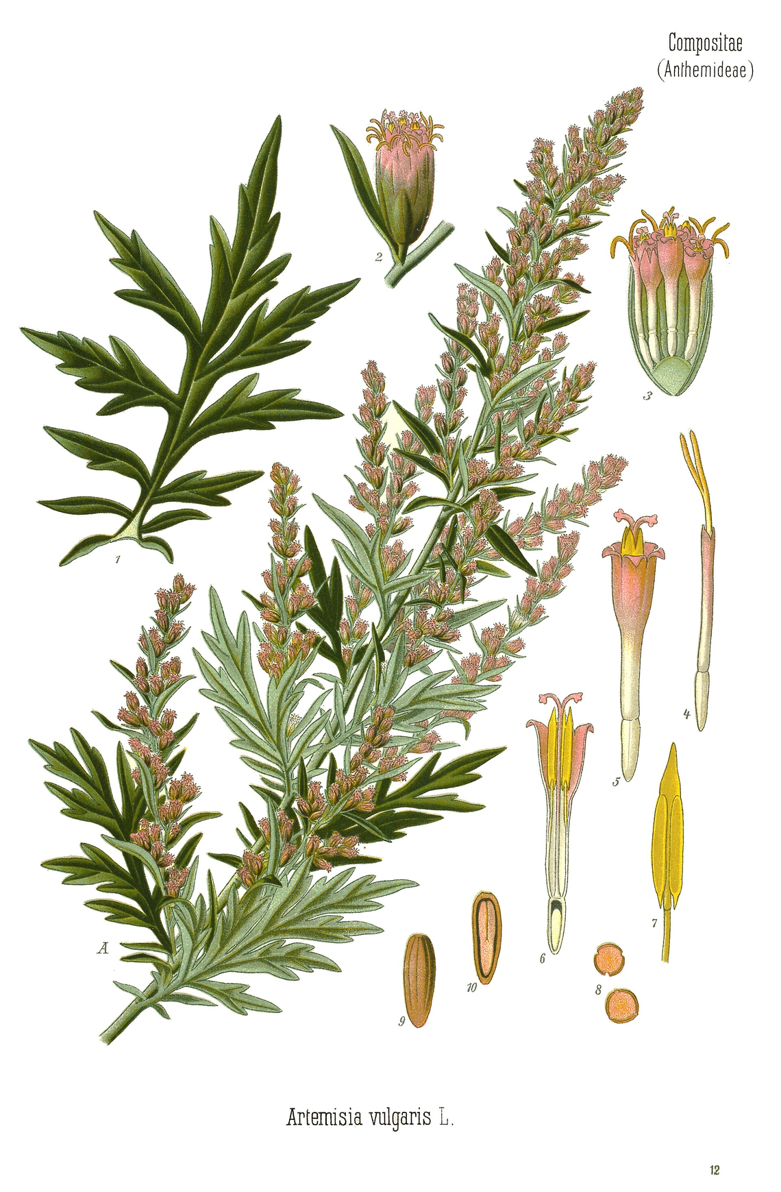 Botanical illustration of Mugwort (Artemisia vulgaris)
