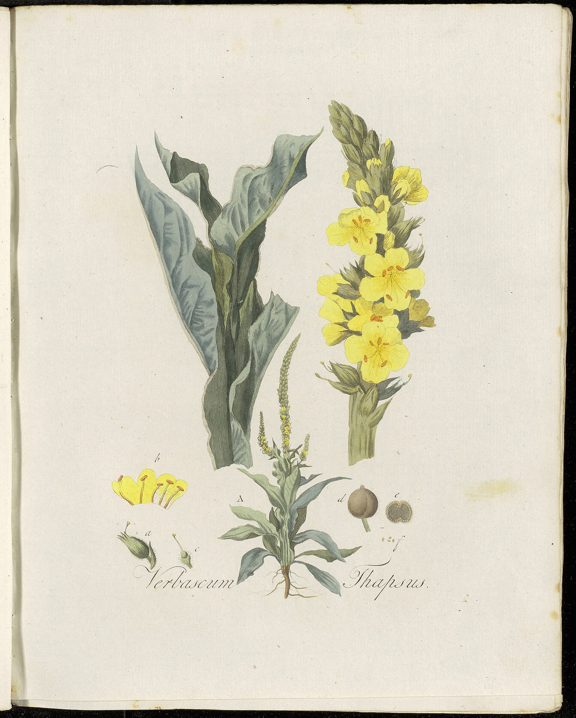Botanical illustration of Mullein (Verbascum thapsus)